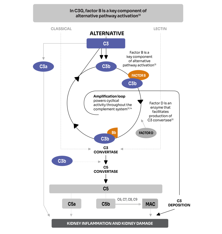 Diagram shows uncontrolled activation of the alternative pathway causes C3G.