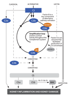 Image of the complement pathway