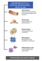 Increased ET-1/ET receptor signaling